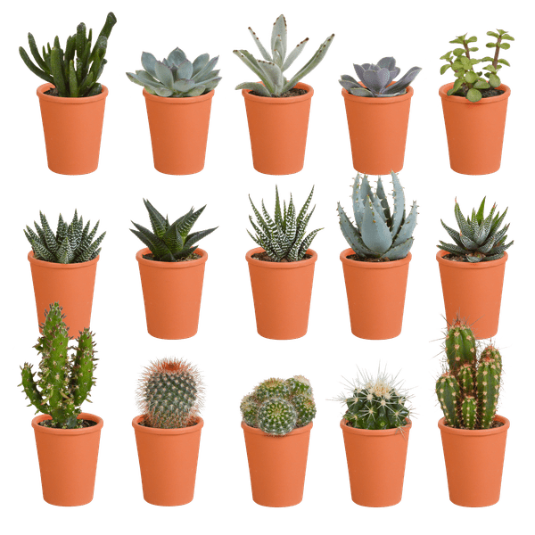 Image of Sukkulenten & Kakteen Mix 15 Pflanzen Ø5,5cm – pflegeleichtes Pflanzen Set für Urban Jungle, Fensterbank, Wohnzimmer & Büro-0