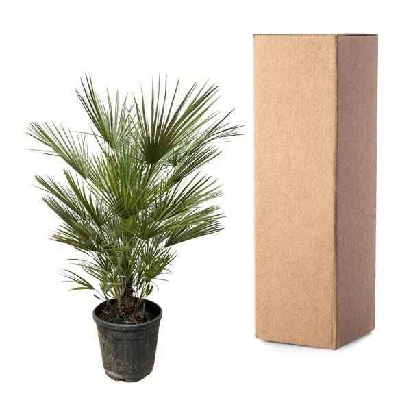 Image of Grüne Zwergpalme – Chamaerops Humilis 150cm – Ø30cm – Europäische frostbeständige Palme – Mediterrane Zimmer – & Gartenpflanze für Innen-2