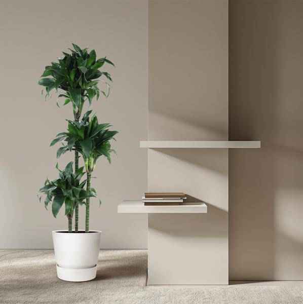 Image of Drachenbaum – Dracaena Tatuade 140cm – Ø24cm – Zimmerpflanze mit grün – weißen Blättern-3