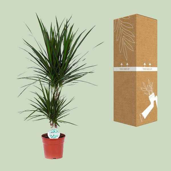 Image of Drachenbaum Dracaena Marginata Zimmerpflanze Ø17cm ↕75cm – pflegeleichte Grünpflanze für Wohnzimmer, Büro & helle Standorte kaufen-2
