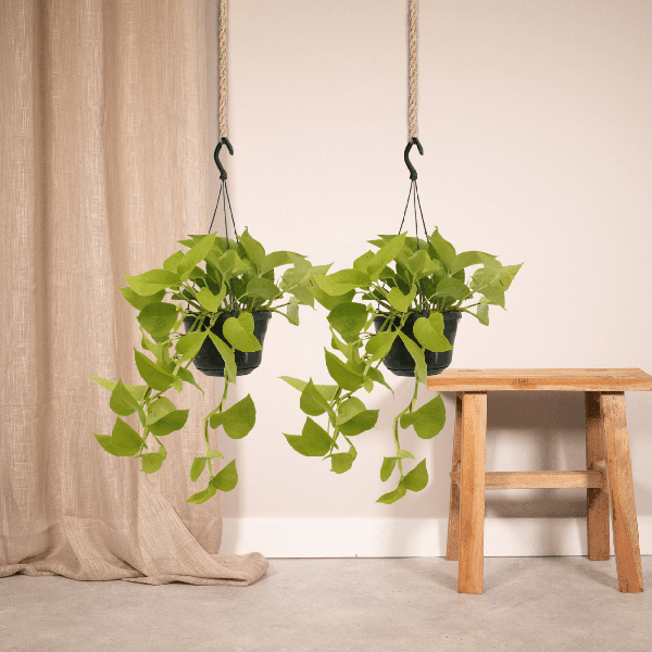 Image of Efeutute – Epipremnum Golden Pothos – Scindapsus – Zimmerpflanze – Ø15cm – ca. 25cm hoch – 2 Pflanzen – pflegeleichte Kletter
