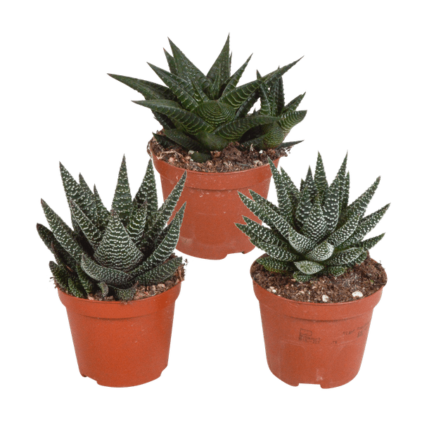 Image of Sukkulenten Mix Gasteria & Haworthia – 3 Pflanzen – Ø8,5cm Zimmerpflanzen – Verschiedene Mini – Sukkulenten-0