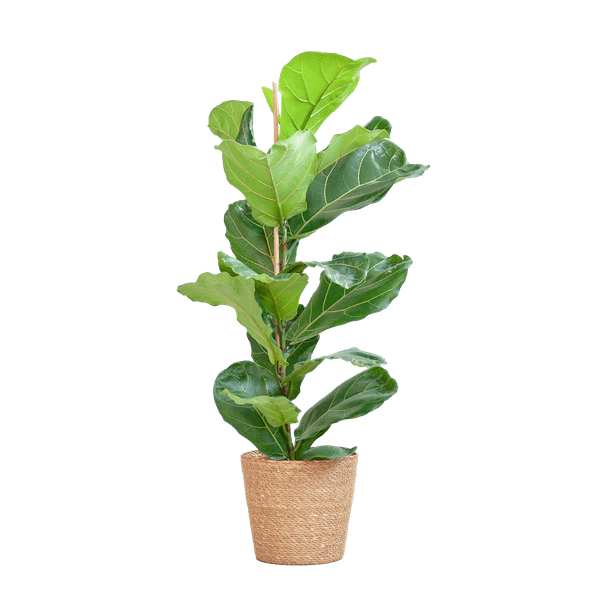 Image of Ficus Lyrata – Geigen – Feige Zimmerpflanze – ca. 80cm hoch – Ø21cm – große dekorative Blätter – inkl. Seegras Korb Sofia Natur-0
