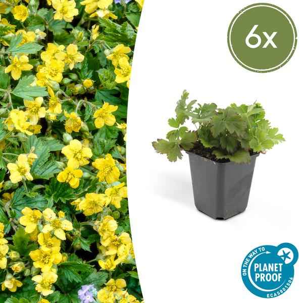 Image of Waldsteinie Waldsteinia ternata – 6 Pflanzen – Bodendeckerpflanze 10-25cm – Ø9cm – Sonnig & Schattig – Gelbe Blüten