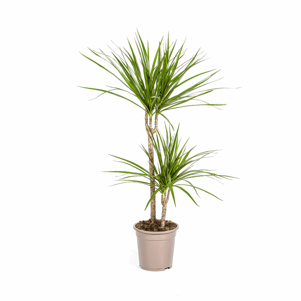 Image of Dracaena Marginata Green – Drachenbaum – Ø19cm – ↕70-90cm – Schlanke Zimmerpflanze mit dunkelgrünen Blättern – Pflegeleicht & luftreinigend-0