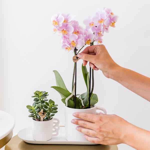 Image of Überraschungsbox Orchideen Ø9cm – pflegeleichtes Pflanzen Set für Urban Jungle, Fensterbank, Wohnzimmer & Büro-2