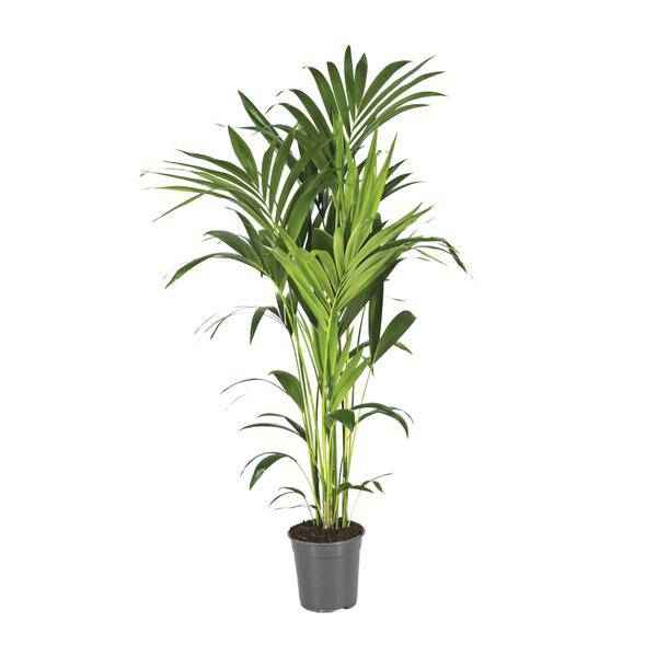 Image of Kentiapalme Howea Forsteriana – Ø21cm – ↕130cm – Pflegeleichte Zimmerpalme mit luftreinigend