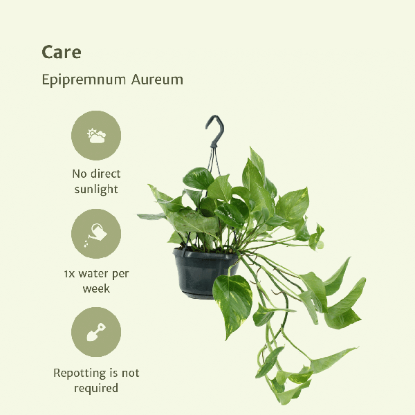 Image of Efeutute Epipremnum Aureum Scindapsus Zimmerpflanze Ø15cm ↕25cm – pflegeleichte Grünpflanze für Wohnzimmer, Büro & helle Standorte kaufen-4