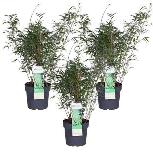 Image of Schirmbambus Fargesia rufa 3er – Set Ø23cm ↕80cm – hochwertiges Produkt für Pflanzen, Garten, Zuhause, Dekoration & moderne Einrichtung-0