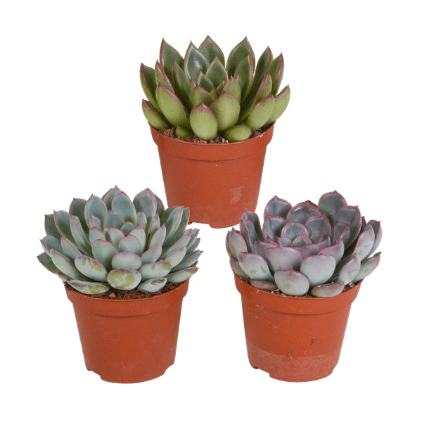 Image of Steinrose Echeveria Mix – 3 Pflanzen Ø8,5cm – Farbenfrohe Sukkulenten – Zimmerpflanzen – Pflegeleicht & dekorativ – Direkt vom Erzeuger-0