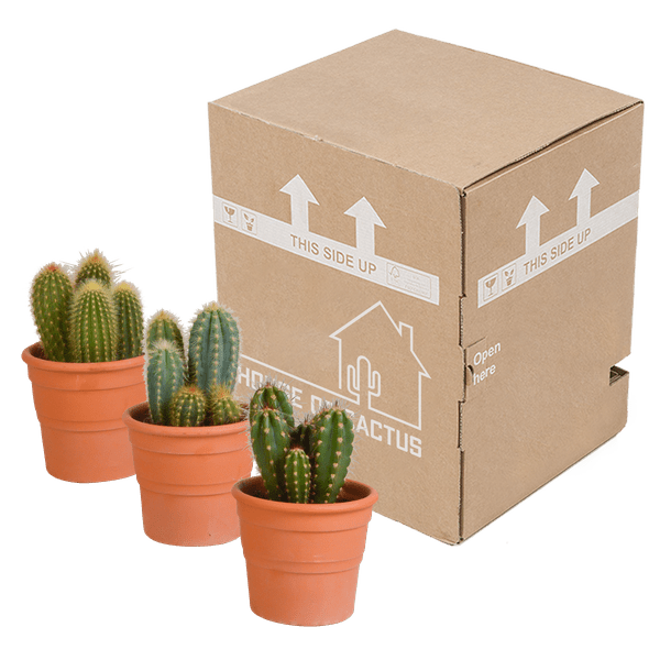 Image of Kakteen Mix 3 Pflanzen Ø10,5cm – pflegeleichtes Pflanzen Set für Urban Jungle, Fensterbank, Wohnzimmer & Büro-2
