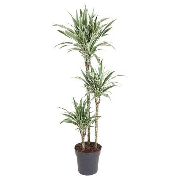 Image of Drachenbaum Zimmerpflanze Ø24cm ↕150cm – pflegeleichte Grünpflanze für Wohnzimmer, Büro & helle Standorte kaufen-0