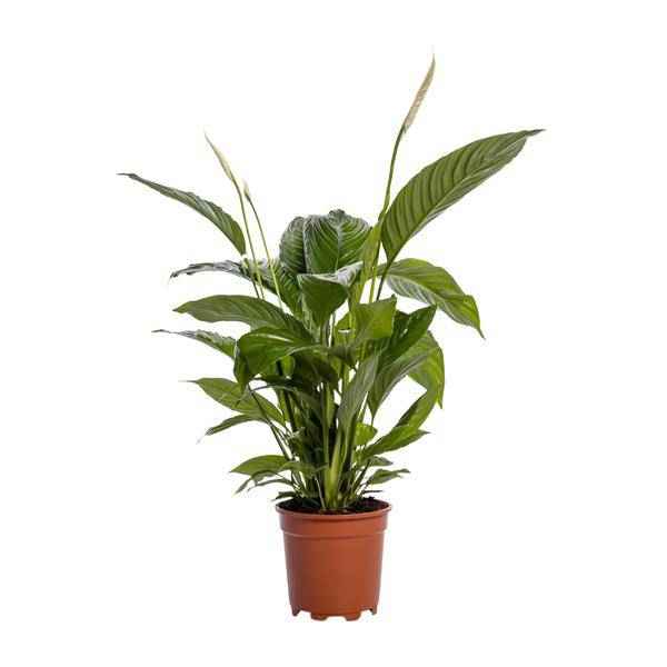 Image of Einblatt – Spathiphyllum Bingo Cupido – Zimmerpflanze – Ø19cm – ↕80cm – Friedenslilie mit weißen Blüten – Pflegeleichte & luftreinigende Grünpflanze-0
