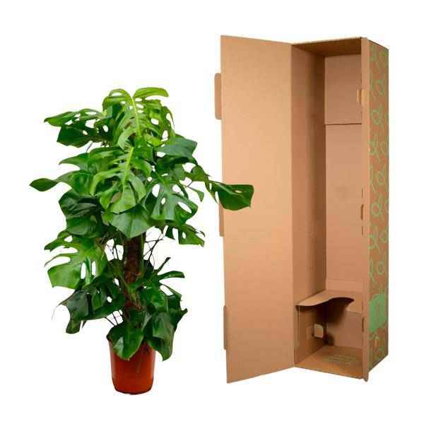 Image of Monstera Deliciosa – Köstliches Fensterblatt – Zimmerpflanze 140cm – Ø24cm – Tropische XXL – Pflanze mit großen grünen Blättern – Pflegeleicht-3