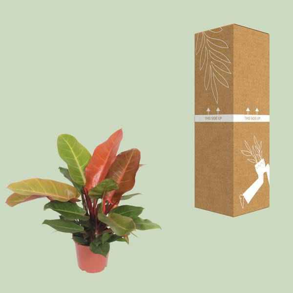 Image of Baumfreund Philodendron Prince of Orange Zimmerpflanze Ø17cm ↕45cm – pflegeleichte Grünpflanze für Wohnzimmer, Büro & helle Standorte kaufen-2