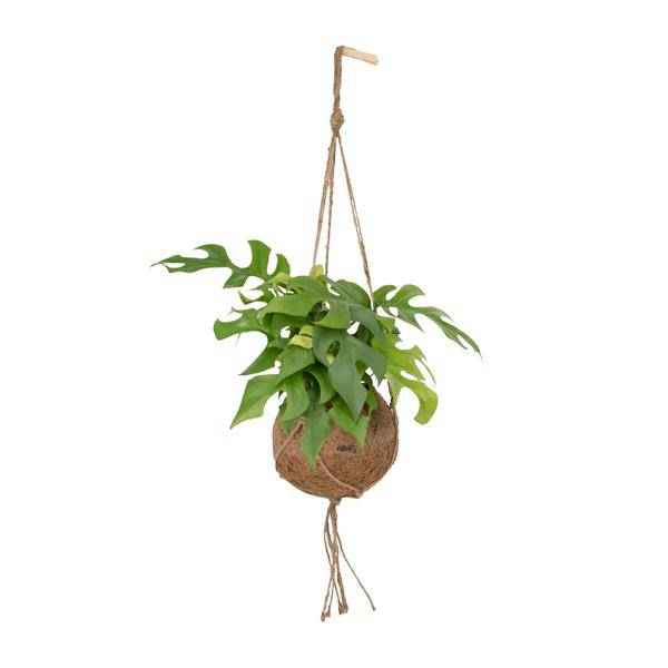 Image of Lochpflanze Monstera Minima Zimmerpflanze Ø15cm ↕25cm – pflegeleichte Grünpflanze für Wohnzimmer, Büro & helle Standorte kaufen-0