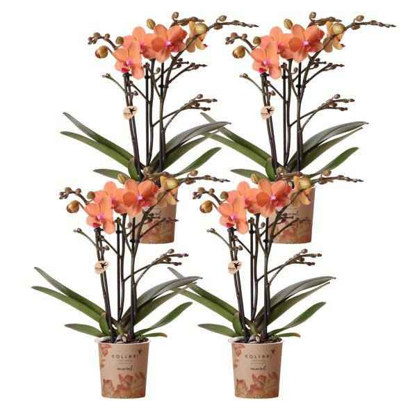 Image of Phalaenopsis Orchideen Bozen Orange – 4 Orchideen – Topfgröße Ø9cm – Zimmerpflanzen Set mit kräftigen Blütenstielen – elegante Orchideen Dekoration-0