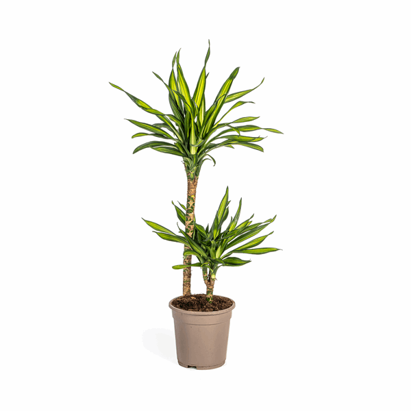Image of Dracaena deremensis Rikki Drachenbaum 70-90cm 19cm Zimmerpflanze pflegeleicht grüne Blattpflanze für Wohnzimmer Büro Flur dekorative Grünpflanze-0