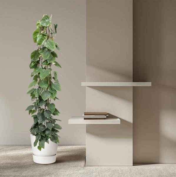 Image of Baumfreund Philodendron Scandens Zimmerpflanze Ø27cm ↕160cm – pflegeleichte Grünpflanze für Wohnzimmer, Büro & helle Standorte kaufen-3