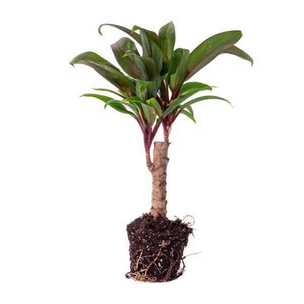 Image of Mini – Palme Cordyline fruticosa Purple Compacta – Terrarienpflanze – Ø6cm – Kompakte Keulenlilie mit violettem Laub – Pflegeleicht & dekorativ-3