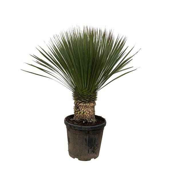 Image of Palmlilie Zimmerpflanze Ø38cm ↕100cm – pflegeleichte Grünpflanze für Wohnzimmer, Büro & helle Standorte kaufen-0