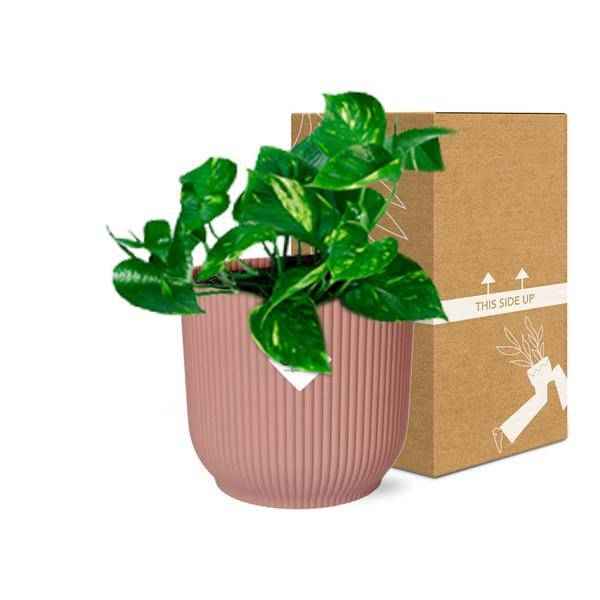 Image of Efeutute Epipremnum Pinnatum Aureum Zimmerpflanze – pflegeleichte Grünpflanze für Wohnzimmer, Büro & helle Standorte kaufen-2