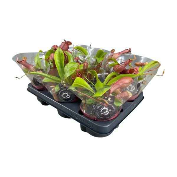 Image of Fleischfressende Pflanze – Nepenthes Alata – Kannenpflanze – Ø12cm – ↕17cm – Exotische Zimmerpflanze mit dekorativen Kannenfallen – Pflegeleicht & dekorativ