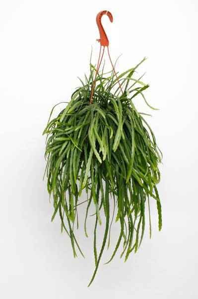 Image of Lepismium bolivianum – Blattkaktus – Zimmerpflanze hängend – Ø17cm – Höhe ca. 25cm – exotische Hängepflanze pflegeleicht-0