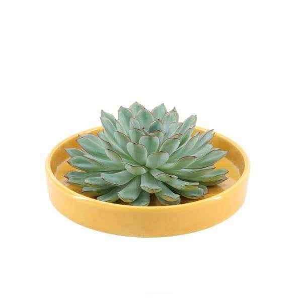 Image of Sukkulente – Echeveria pulidonis ROOTLESS – Ø20cm Schale Gelb – Zimmerpflanze ohne Wurzeln – Pflegeleichte Schnitt