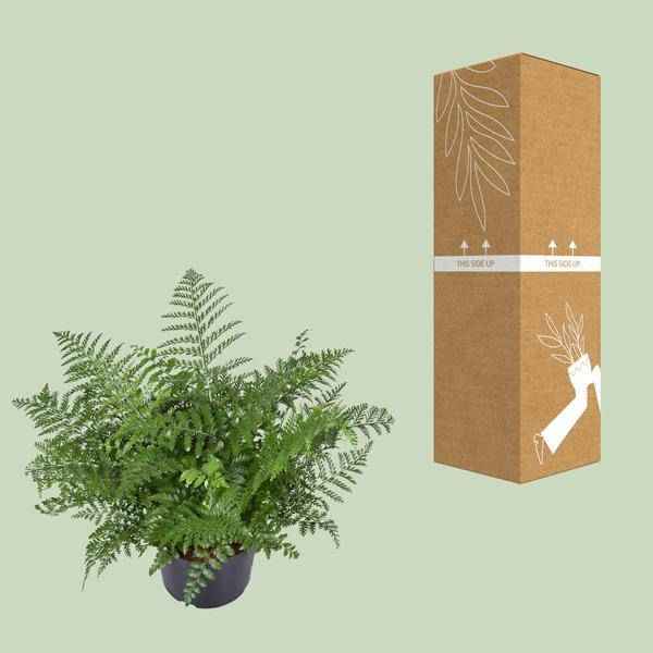 Image of Nestfarn – Asplenium Parvati – Zimmerpflanze – Ø23cm – 55cm hoch – pflegeleichte Grünpflanze für Innenräume – dekorativer Farn für Wohnzimmer & Büro-2