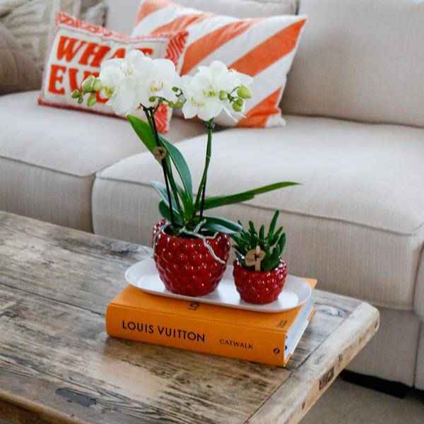 Image of Set aus weißer Orchidee & Rhipsalis auf Bambustablett Zimmerpflanze – pflegeleichte Sukkulente für Wohnzimmer, Büro & helle Standorte kaufen-3