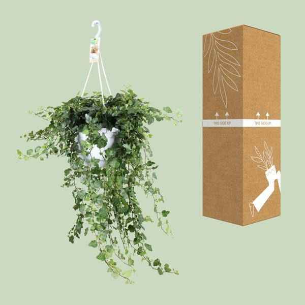 Image of Efeu Hedera helix Wonder Green Zimmerpflanze Ø24cm ↕80cm – pflegeleichte Grünpflanze für Wohnzimmer, Büro & helle Standorte kaufen-2