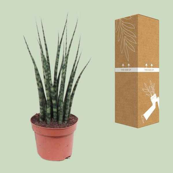 Image of Bogenhanf – Sansevieria Fernwood Mikado – Zimmerpflanze – Ø12cm – ↕40cm – Schwiegermutterzunge – pflegeleicht & luftreinigend