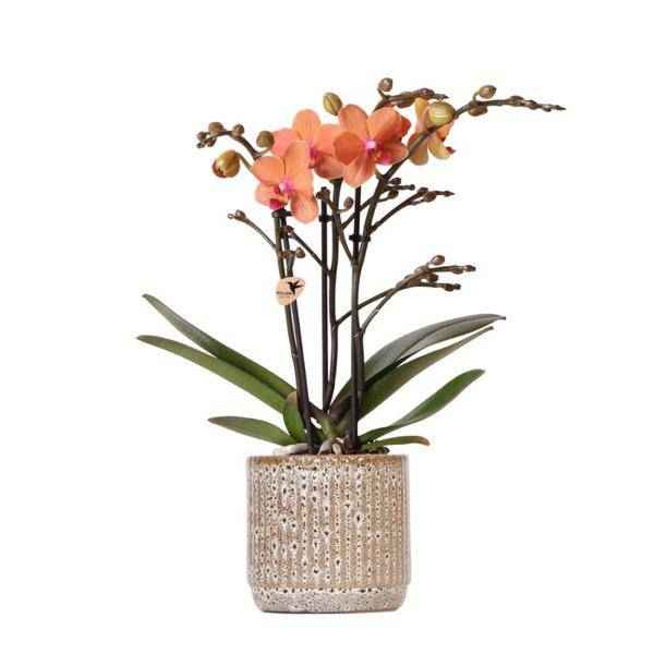 Image of Orange Phalaenopsis Orchidee – Mineral Bolzano – Ø9cm Jaguar Topf – Blühende Zimmerpflanze mit 2-3 Zweigen-0