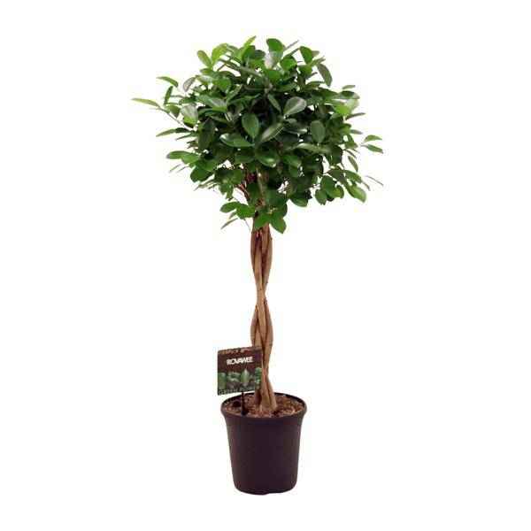 Image of Chinesische Feige – Ficus Microcarpa Moclame – Ø23cm – ↕110cm – Elegante Zimmerpflanze mit dichtem, grünem Laub – Pflegeleichter Ficus für Wohnzimmer, Büro & Wintergarten