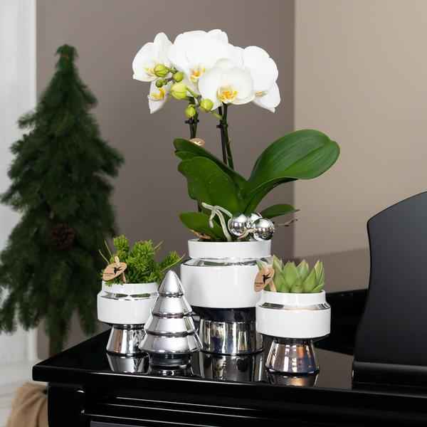 Image of Le Chic Blumentopf Weiß mit silbernen Details – Dekorativer Keramiktopf Ø9cm – Eleganter Ziertopf für Orchideen & Grünpflanzen-4