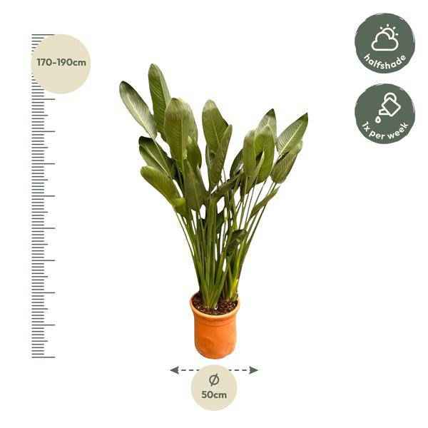 Image of Strelitzia Reginae – Paradiesvogelblume – Zimmerpflanze 180cm – Ø50cm – Exotische Kübelpflanze mit orangefarbenen Blüten – Pflegeleicht