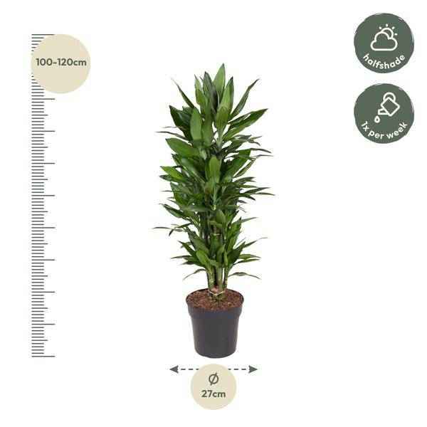 Image of Drachenbaum – Dracaena Janet Lind 110cm – Ø27cm – Elegante Zimmerpflanze mit glänzend dunkelgrünen Blättern-1
