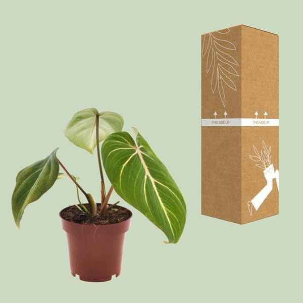 Image of Philodendron Selloum Atom – Baumfreund – Ø12cm – Höhe ca. 25cm – Kompakte Zimmerpflanze mit tiefgrünen, geteilten Blättern-2