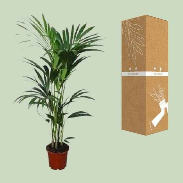 Image of Kentia – Palme (Howea forsteriana) – Zimmerpflanze – Ø22cm – 120cm hoch – Luftreinigend & Pflegeleicht-2