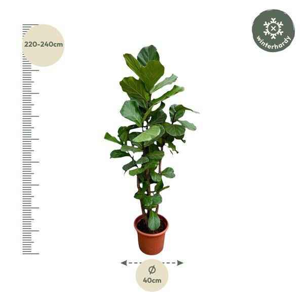 Image of Geigen – Feige – Ficus Lyrata – Zimmerpflanze 200cm – Ø40cm – XXL – Designpflanze mit großen geigenförmigen Blättern – Pflegeleicht-2