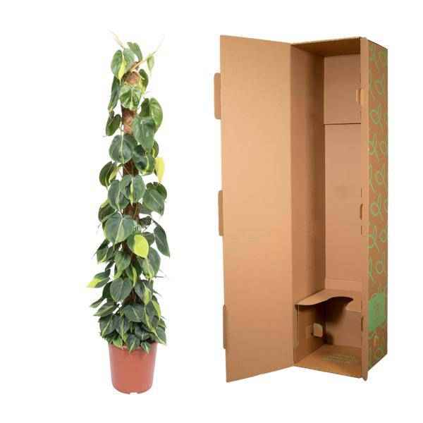 Image of Baumfreund – Philodendron Scandens Brasil 150cm – Ø27cm – Kletterpflanze mit Moosstock – Herzförmige Blätter-2