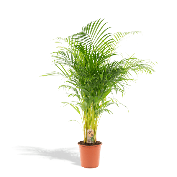 Image of Areca – Palme – Betelpalme Dypsis lutescens – Ø24cm – 130cm Höhe – Luftreinigende Goldfruchtpalme – Tropische Zimmerpflanze für gesundes Raumklima-0