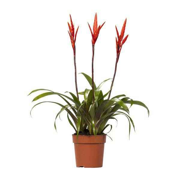 Image of Bromelie Vriesea Elan Toef Zimmerpflanze Ø12cm ↕55cm – pflegeleichte Grünpflanze für Wohnzimmer, Büro & helle Standorte kaufen-0