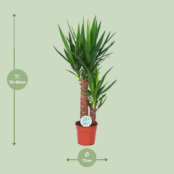Image of Palmlilie – Yucca Elephantipes – Zimmerpflanze – Ø17cm – Höhe ca. 80cm – pflegeleicht & luftreinigend-1