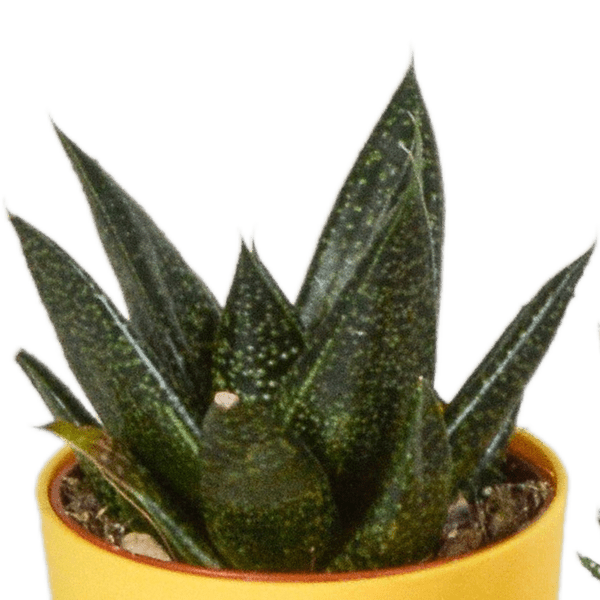 Image of Sukkulenten Mix Gasteria & Haworthia – 5 Pflanzen – Ø5,5cm Zimmerpflanzen im Kunststofftopf mit Holzbeinen – Verschiedene Mini – Sukkulenten
