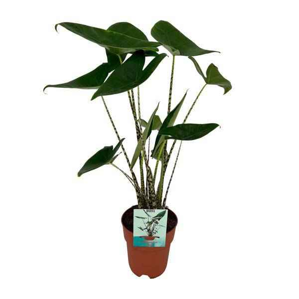 Image of Alocasia Zebrina Elefantenohr – Ø19cm H75cm – Tropische Zimmerpflanze mit zebragestreiften Stielen – Exotischer Blickfang für Wohnzimmer & Büro-0