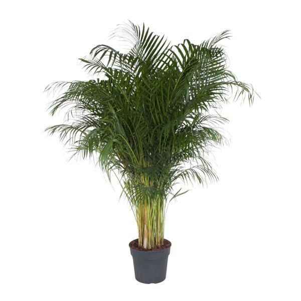 Image of Goldfruchtpalme – Dypsis Lutescens – Areca – Palme – Zimmerpflanze – 200cm hoch Ø34cm – Tropisches Grün für Wohnzimmer & Büro-0