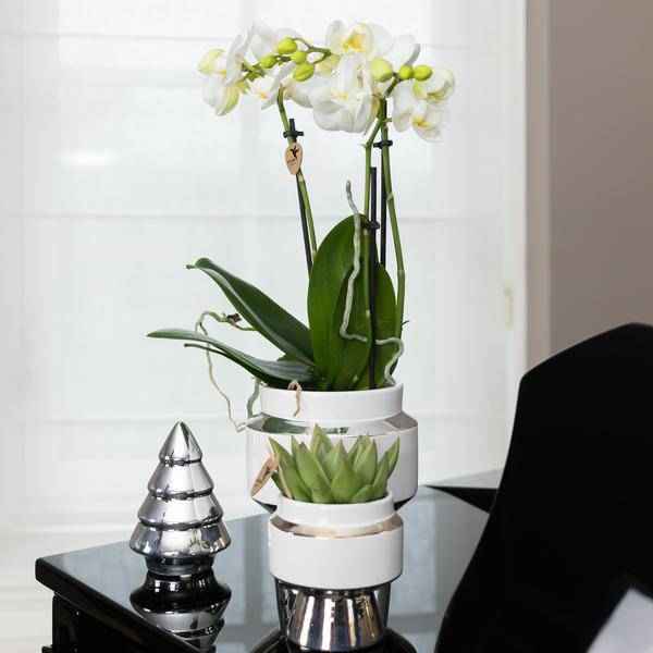 Image of Pflanzenset weiße Orchidee und Sukkulente auf Silbertablett mit 2 glänze – pflegeleichtes Pflanzen Set für Urban Jungle, Fensterbank, Wohnzimmer-2
