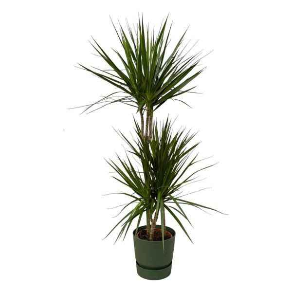 Image of Dracaena Marginata – Drachenbaum – Zimmerpflanze ca. 120cm – Ø21cm – inkl. Pflanzgefäß Echo Greenville Grün D24xH23-0